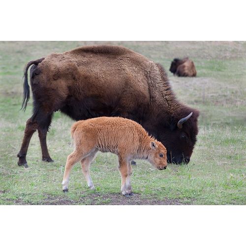 South Dakota-Custer State Park-Bison mother and calf-Bison bison